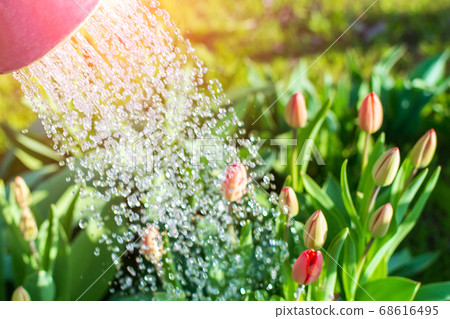 watering from a watering can of flowers in the garden. selective focus, gardening watering from a watering can of flowers in the garden. selective focus, gardening 68616495