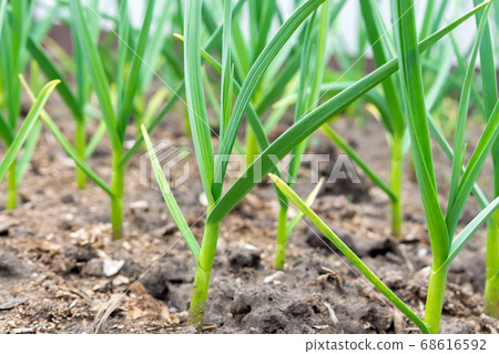 garlic plantation is cultivated in the garden. selective focus garlic plantation is cultivated in the garden. selective focus 68616592