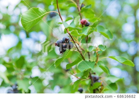 decorative fruit bushes of Saskatoon berries inky hue, as the source for design. Pacific serviceberry, western serviceberry on the branches decorative fruit bushes of Saskatoon berries inky hue, as the source for design. Pacific serviceberry, western serviceberry on the branches 68616682