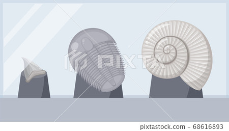 玻璃盒中顯示的化石插圖_Ammonite_Trilobite_Shark牙齒 玻璃盒中顯示的化石插圖_Ammonite_Trilobite_Shark牙齒 68616893