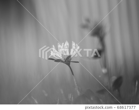 Clover blossom on green grass meadow 68617377