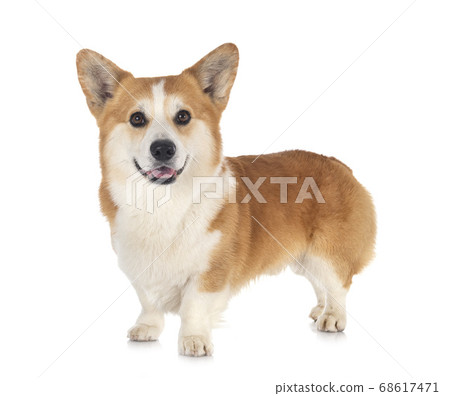 Pembroke Welsh Corgi 68617471