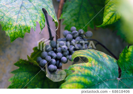 Large green leaves of grapes. Out of focus blue 68618406