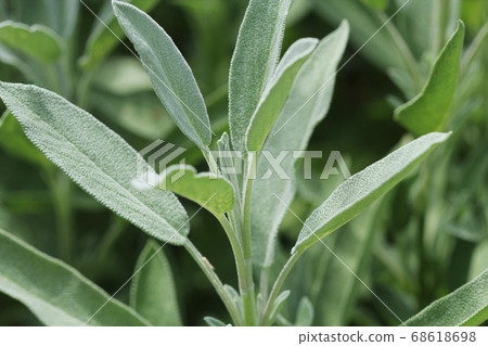 Growing garden sage in vegetable garden - close up 68618698