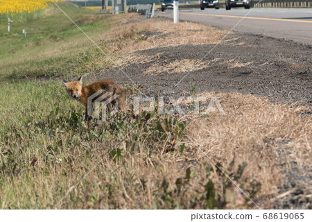A small Fox cub looks for food on the side of the road. The skinny and dirty kid is hungry. Orphan. 68619065
