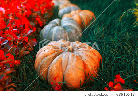 Diverse assortment of pumpkins on a wooden background. Autumn harvest. Toned Diverse assortment of pumpkins on a wooden background. Autumn harvest. Toned 68619518