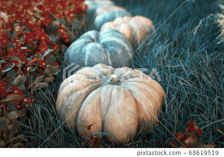 Diverse assortment of pumpkins on a wooden background. Autumn harvest. Toned Diverse assortment of pumpkins on a wooden background. Autumn harvest. Toned 68619519