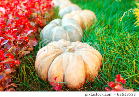 Diverse assortment of pumpkins on a wooden background. Autumn harvest. Toned Diverse assortment of pumpkins on a wooden background. Autumn harvest. Toned 68619558