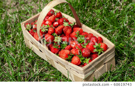 Wooden basket with red strawberries on green grass 68619743