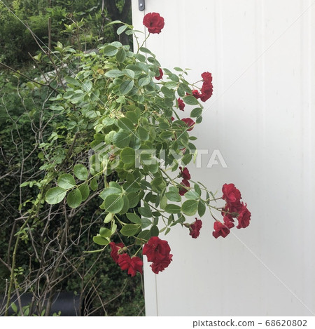 鄉村玫瑰 68620802