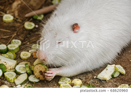 White coypu (Myocastor coypus) 68620960
