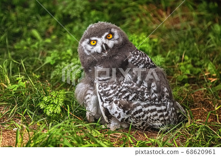 Chick of snowy owl (Bubo scandiacus) Chick of snowy owl (Bubo scandiacus) 68620961