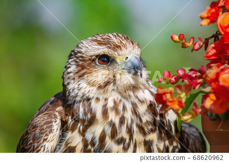 Saker falcon (Falco cherrug) Saker falcon (Falco cherrug) 68620962