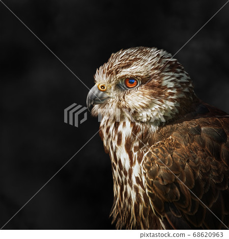 Saker falcon (Falco cherrug) 68620963