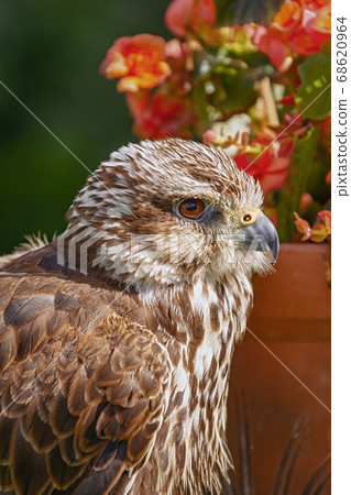 Saker falcon (Falco cherrug) Saker falcon (Falco cherrug) 68620964