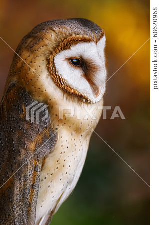 Common barn owl (Tyto alba) 68620968