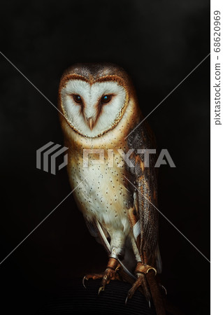 Common barn owl (Tyto alba) Common barn owl (Tyto alba) 68620969