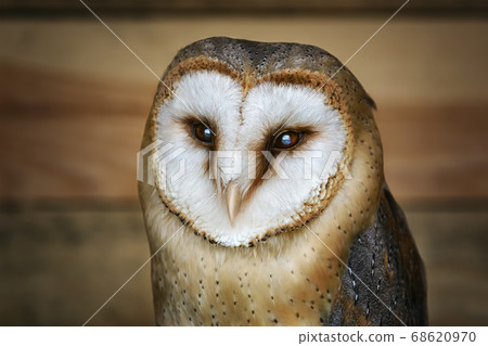 Common barn owl (Tyto alba) Common barn owl (Tyto alba) 68620970