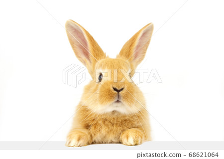 A domestic rabbit looks at the sign. 68621064