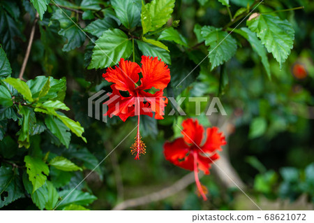 Hibiscus flowers in the wild, against the backdrop Hibiscus flowers in the wild, against the backdrop 68621072