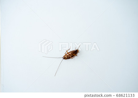 Cockroach on a white kitchen table close up 68621133