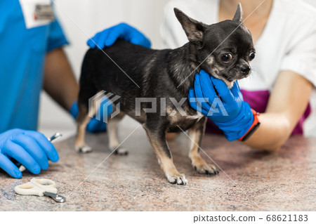 A professional veterinarian cuts the claws of a A professional veterinarian cuts the claws of a 68621183