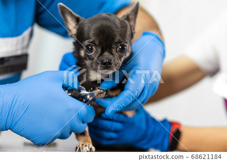 A professional veterinarian cuts the claws of a 68621184