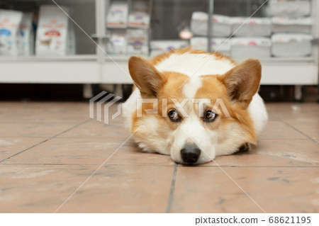 A Corgi dog is lying on the floor in a pet store A Corgi dog is lying on the floor in a pet store 68621195