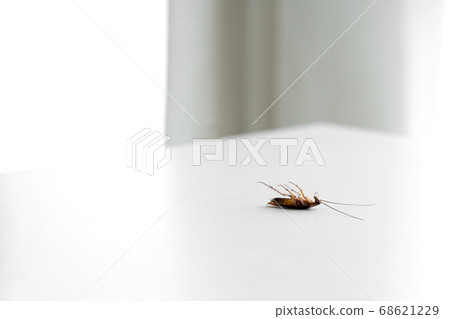Cockroach on a white kitchen table close up 68621229