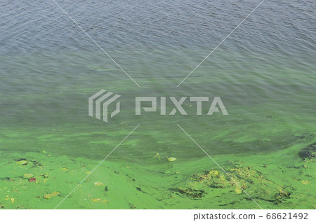 The surface of an old swamp covered with duckweed The surface of an old swamp covered with duckweed 68621492
