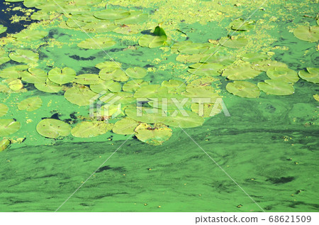 The surface of an old swamp covered with duckweed The surface of an old swamp covered with duckweed 68621509