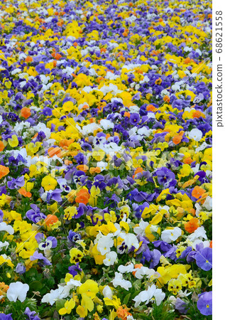 Multicolor pansy flowers or pansies close up as Multicolor pansy flowers or pansies close up as 68621558
