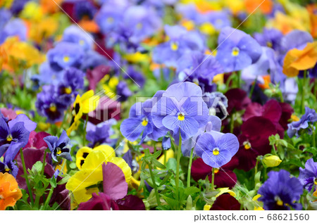 Multicolor pansy flowers or pansies close up as Multicolor pansy flowers or pansies close up as 68621560