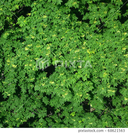 Green flowering maple trees close up top view Green flowering maple trees close up top view 68621563