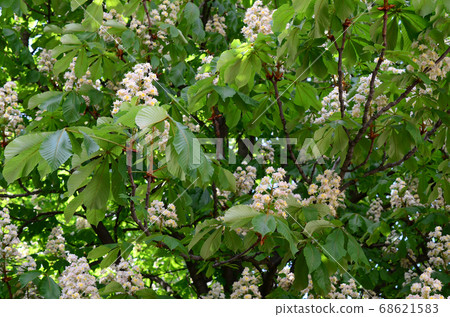 Branches of white lilac and green leaves. Blooming Branches of white lilac and green leaves. Blooming 68621583