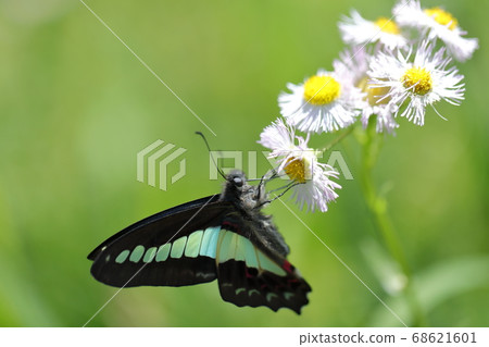 Aosujijeha harbors the honey of the flower of Haldion 68621601