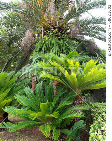 Cycads 68621602