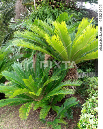 Cycads 68621603