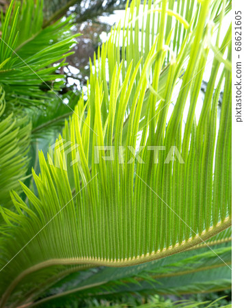 Cycads 68621605