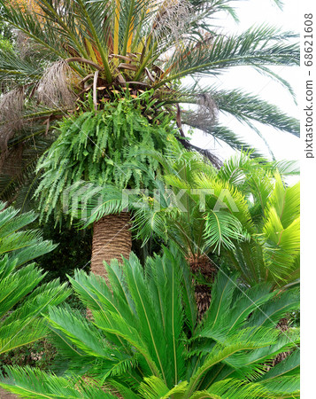 Cycads 68621608