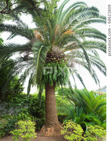 Cycads 68621609