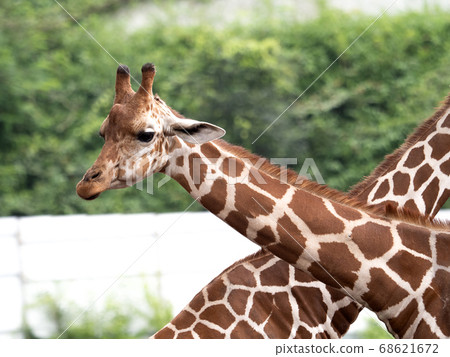 Giraffe  68621672