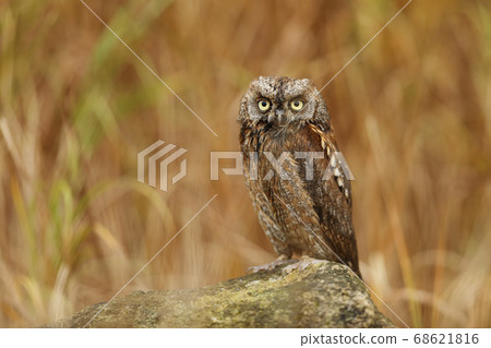 Eurasian scops owl. Otus scops. The wild nature of Eurasian scops owl. Otus scops. The wild nature of 68621816