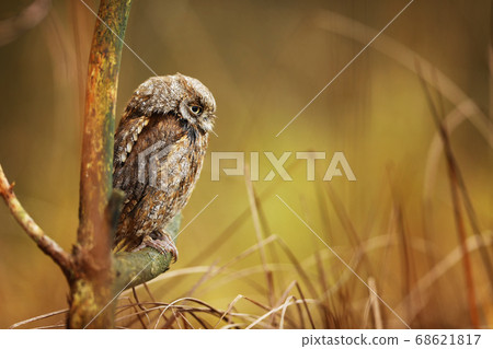 Scops Owl, Otus scops, sitting on tree branch. Scops Owl, Otus scops, sitting on tree branch. 68621817