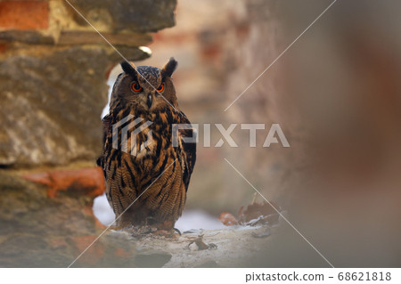 A big brown eared owl sits on an ancient stone A big brown eared owl sits on an ancient stone 68621818