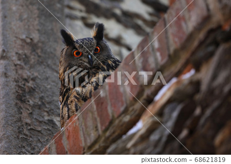 A big brown eared owl with red eyes look downfrom A big brown eared owl with red eyes look downfrom 68621819