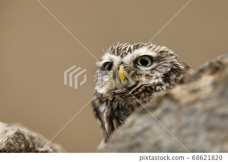 Small owl in the nature habitat, Czech republic Small owl in the nature habitat, Czech republic 68621820