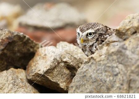 Little Owl, Athene noctua, bird in the old urban Little Owl, Athene noctua, bird in the old urban 68621821