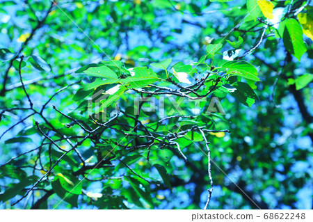 Blue sky and leaves Blue sky and leaves 68622248