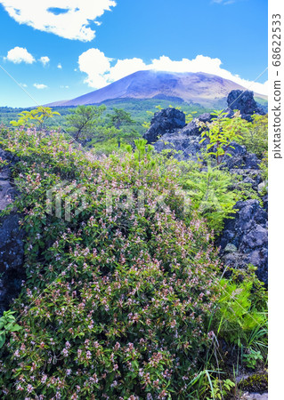 淺間山和熱杜鵑花(垂直) 淺間山和熱杜鵑花(垂直) 68622533